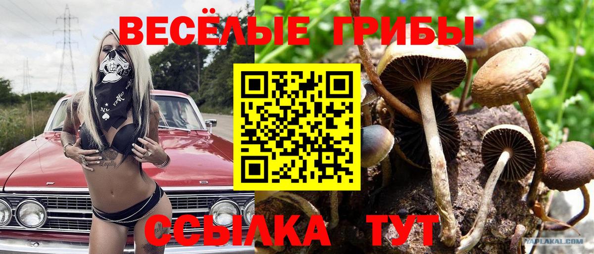 Галлюциногенные грибы Psilocybine cubensis Сегежа